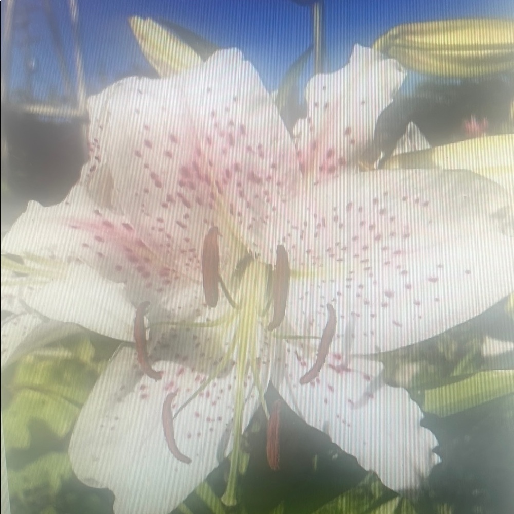 Pink and White Lily Flower